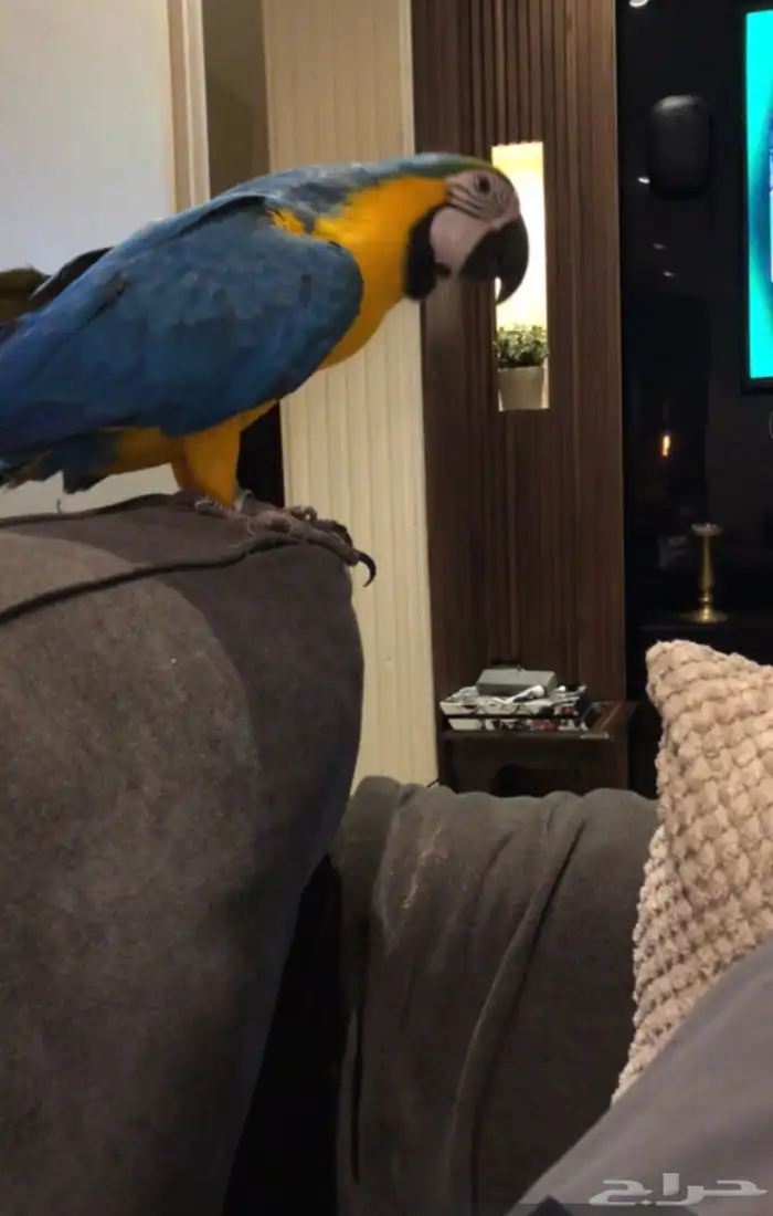 ببغاء مكاو اليف 0