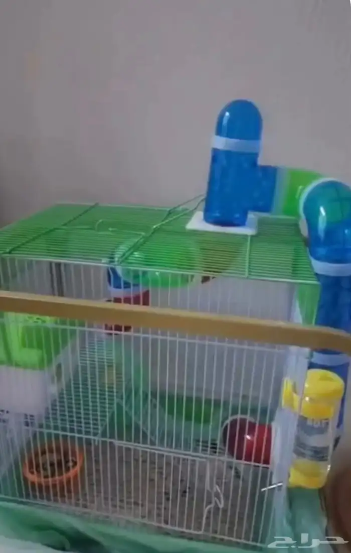 هامستر مع القفص والالعاب والآكل 970 قابل للتفاوض 12