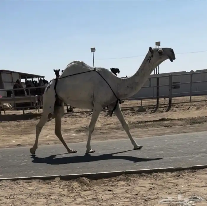 للبيع ضروبه كفو 0