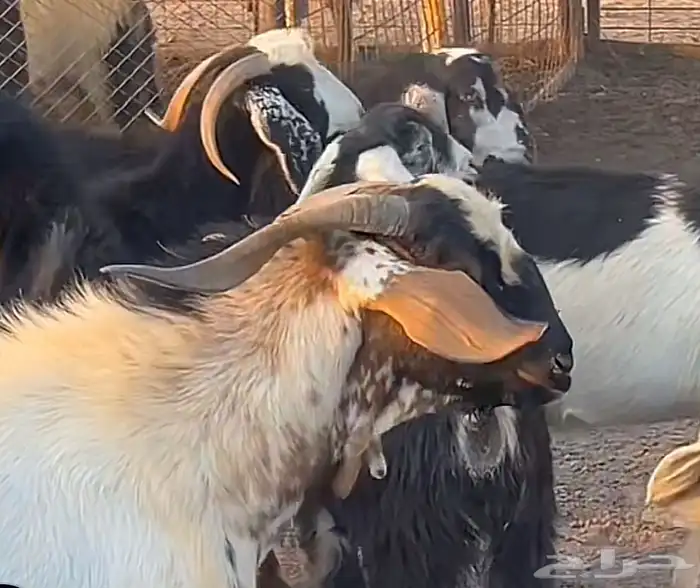 مطلوب معزا دفع ضان دجاج كميه 0