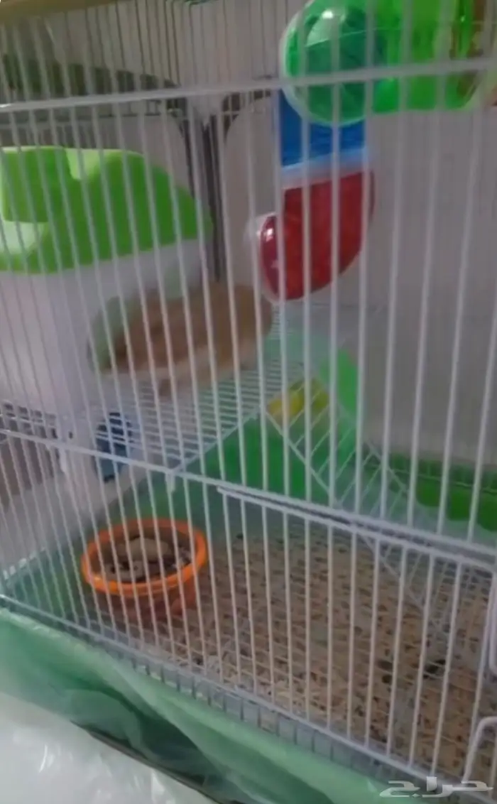 هامستر مع القفص والالعاب والآكل 970 قابل للتفاوض 10