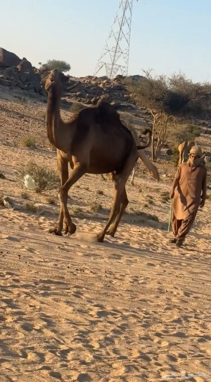 ناقه صفرا لقحه 5