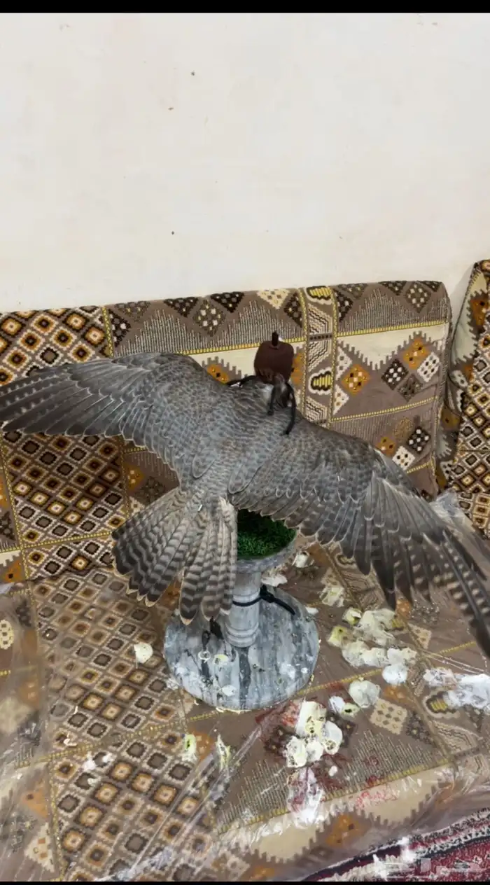 طير شيهانه 7