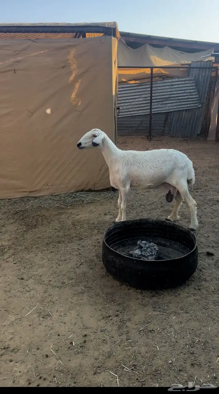 نعجه صفرا والد عليها كبش 2