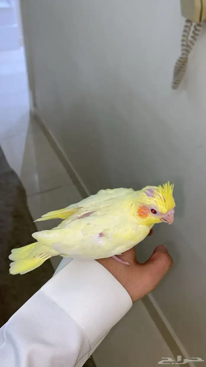 فرخ كروان ((تممم البيعع )) 0