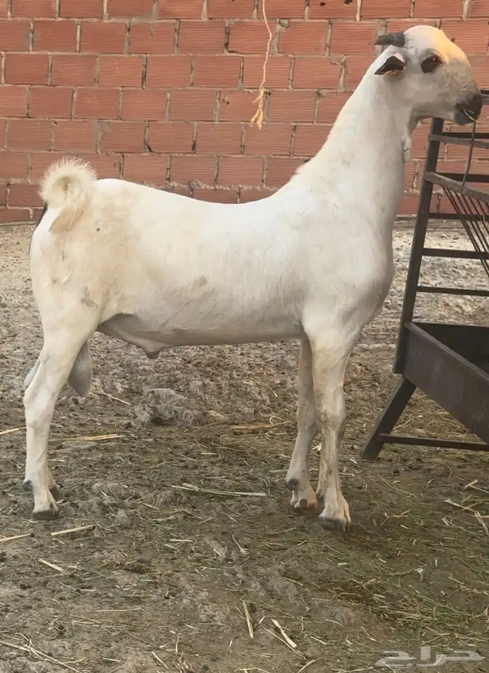 مشروع بيشي فاخر 0