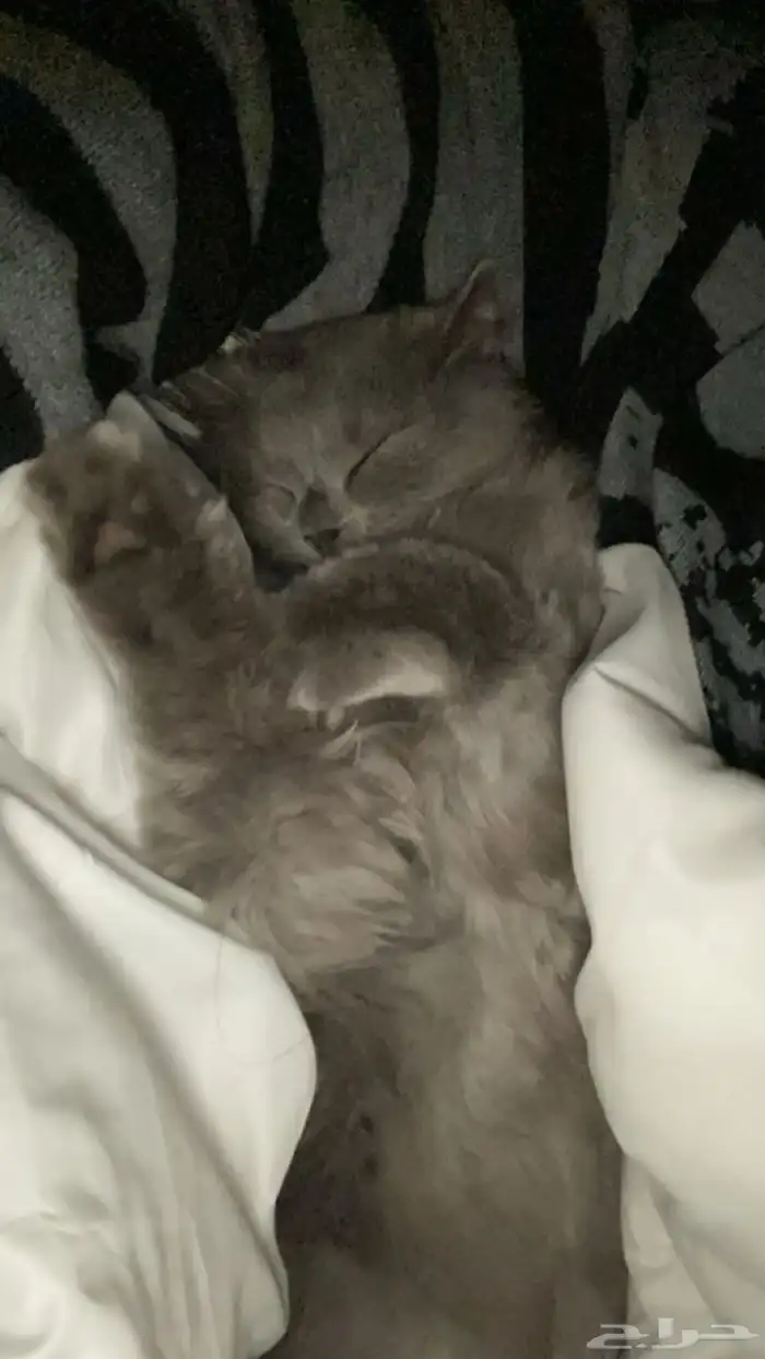 قطه سكوتش للبيع 0