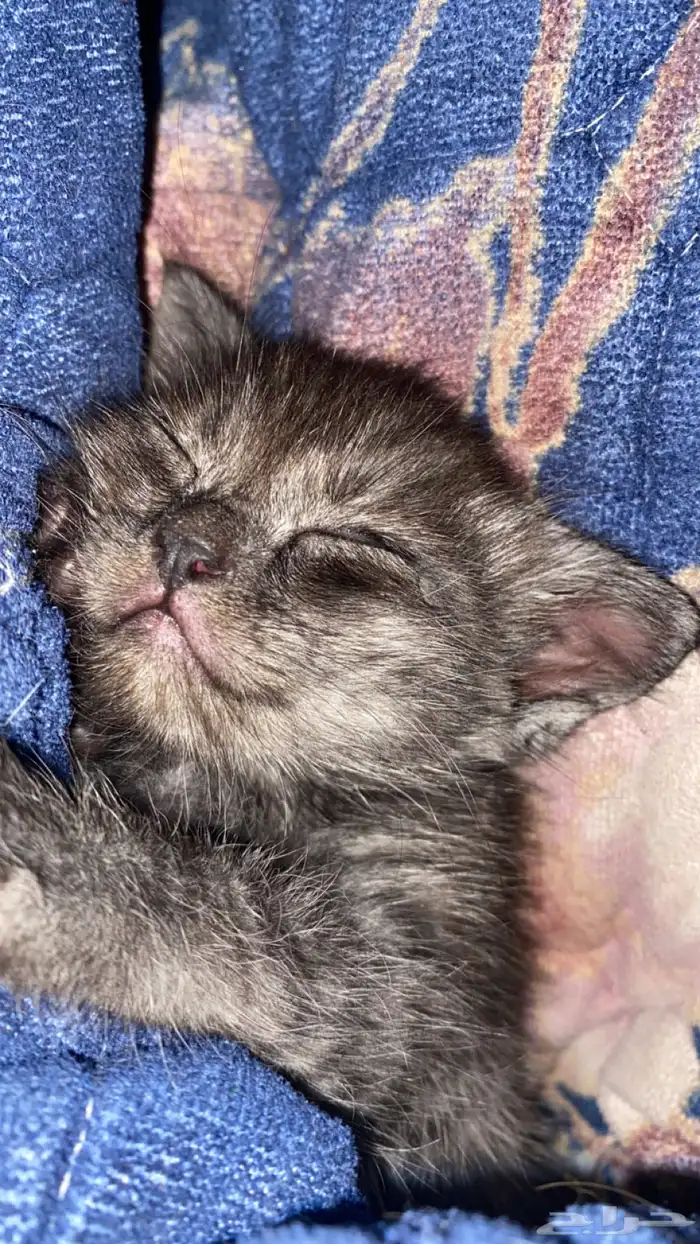 للتبني قط صغير ذكر 1