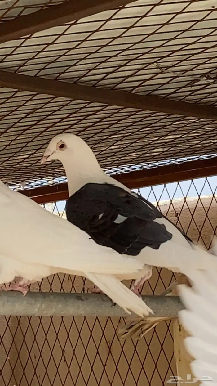 ذكر زاجل مكتف 0