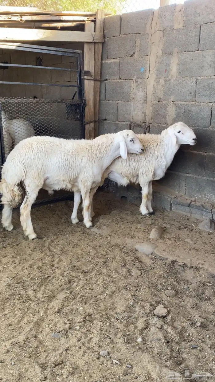 طليان جذعان 2 فل شحم شرط الشرط 1