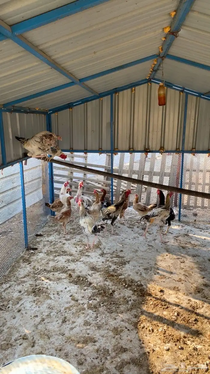 ديوك باكستاني فاخرة ارتفاع عالي 1