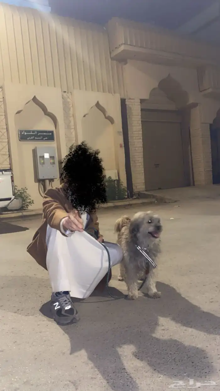 كلب مالتيزي ذكر الاسم جاك 2