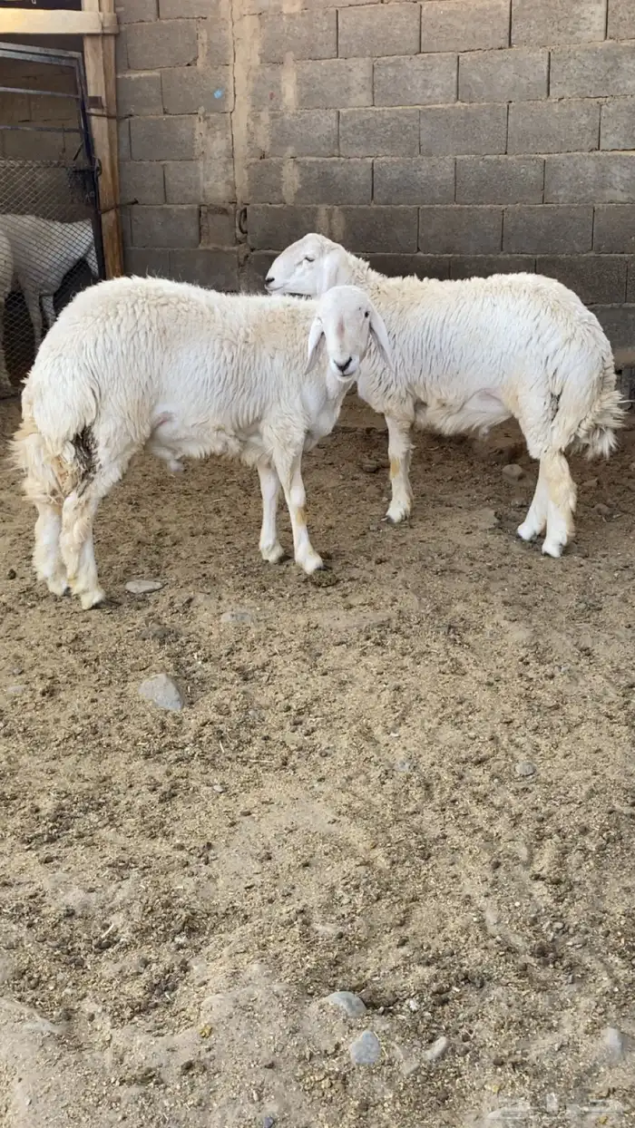 طليان جذعان 2 فل شحم شرط الشرط 4