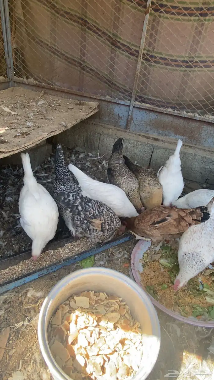 دجاج بلدي للبيع .. 2