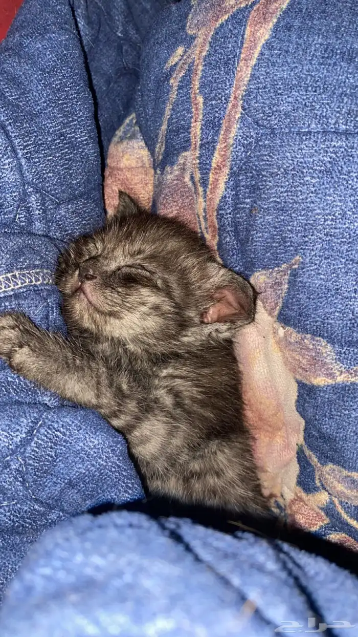 للتبني قط صغير ذكر 0