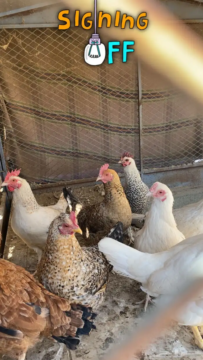 دجاج بلدي للبيع .. 0