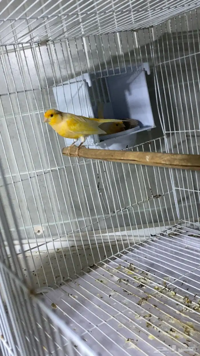 جوز كناري منتج على بيض سعر 400 1