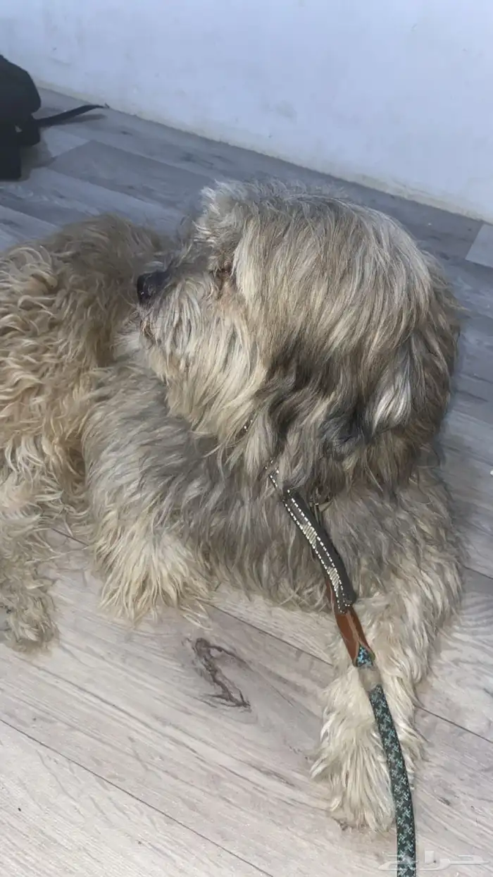 كلب مالتيزي ذكر الاسم جاك 1