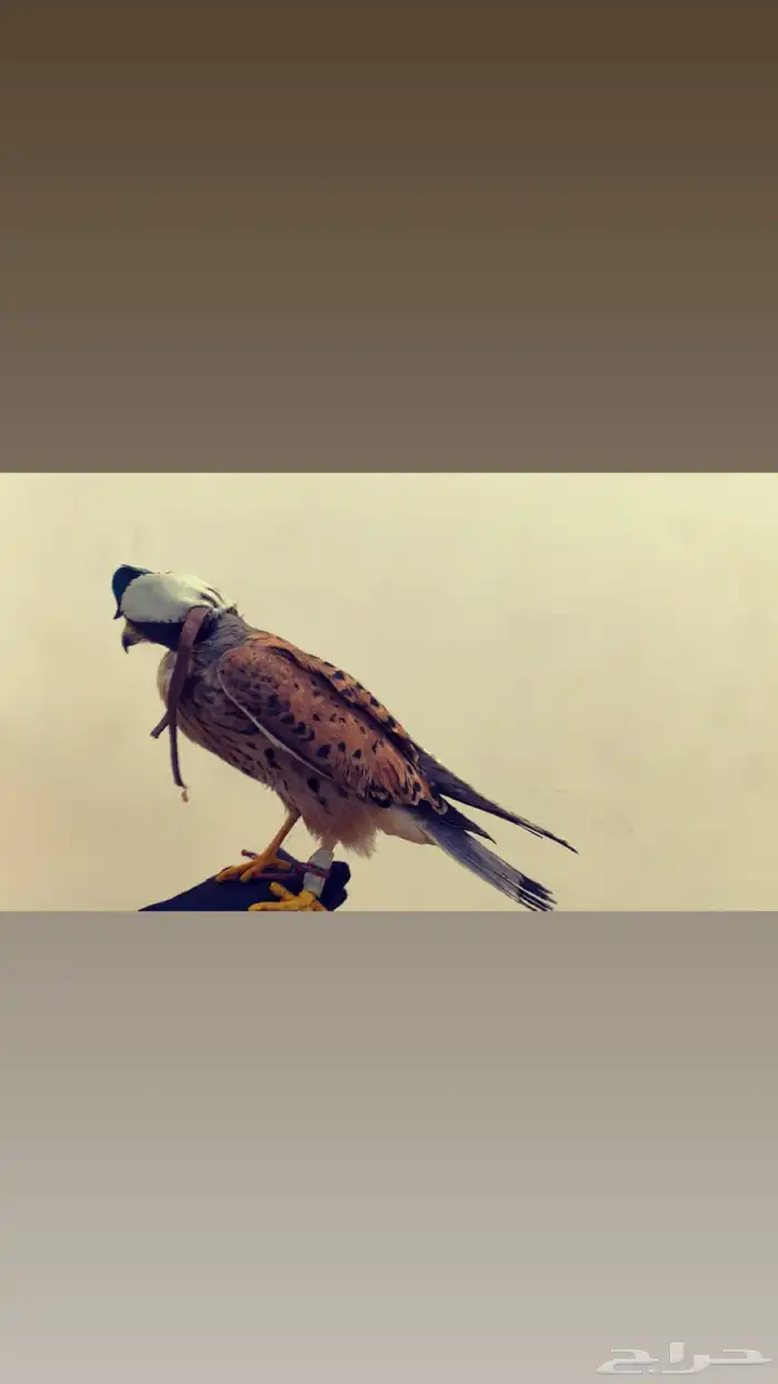 باشاق البيع مستعجل الموقع سكاكا الجوف 1