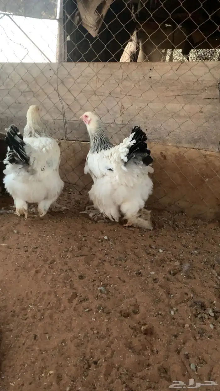 للبيع دجاج براهما 0