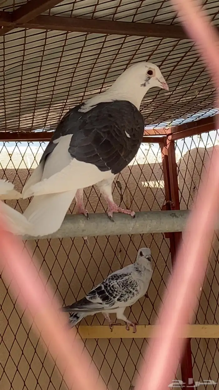 ذكر زاجل مكتف 1