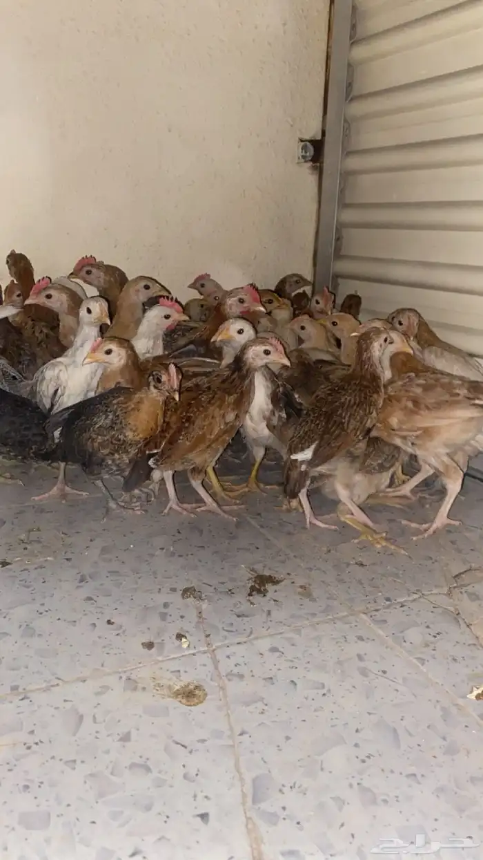 صوص دجاج العدد45 1