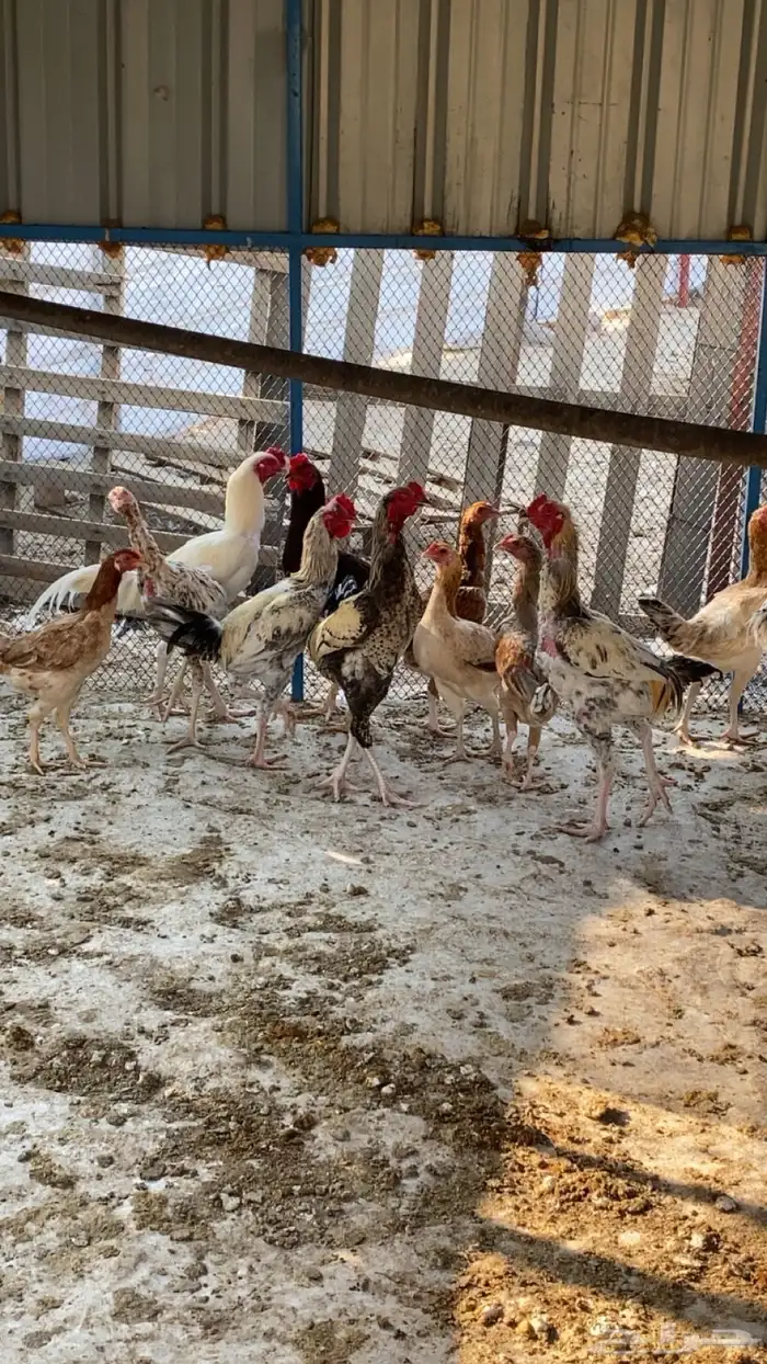 ديوك باكستاني فاخرة ارتفاع عالي 0