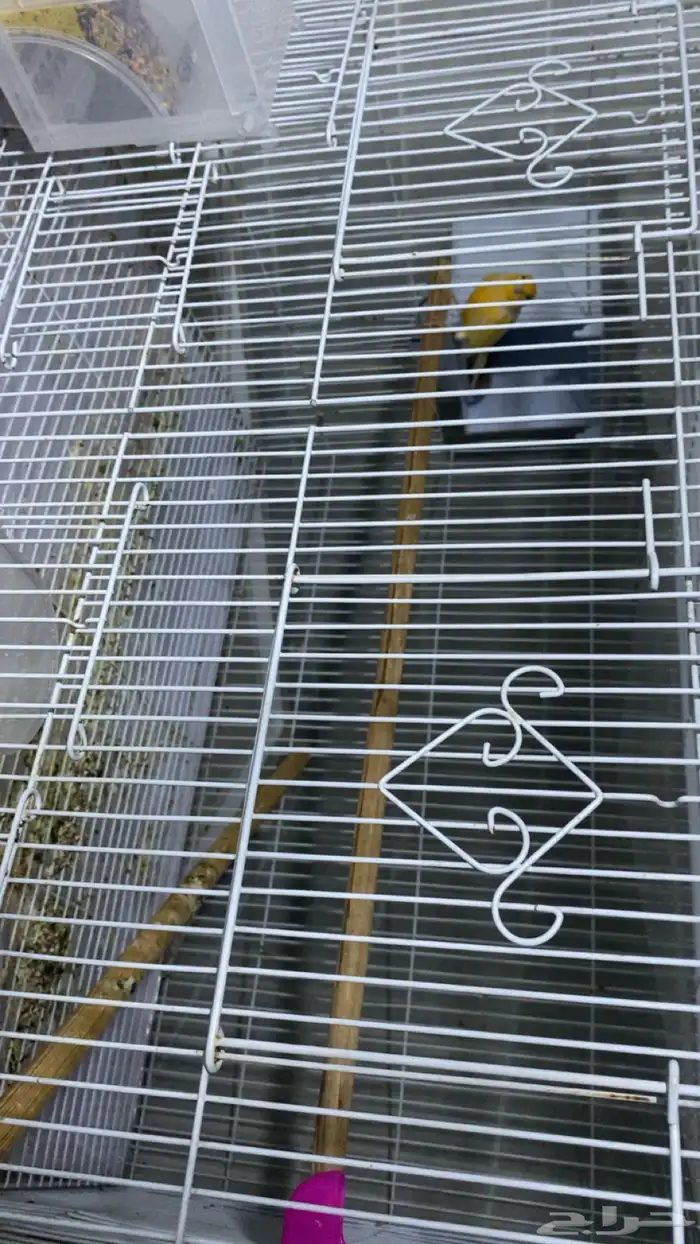 جوز كناري منتج على بيض سعر 400 2