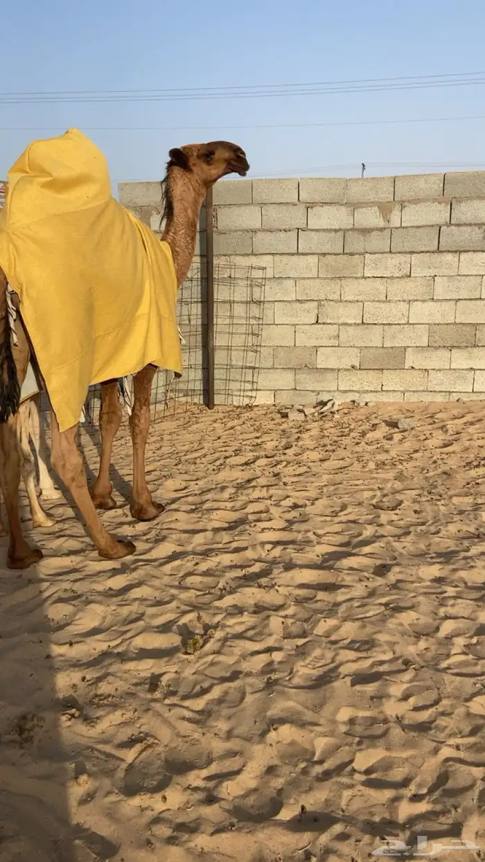 قعود سلاله الهدب 2