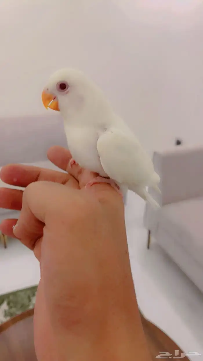 روز البينو اليف عيون حمر نهاية غر حجم وصحه ونظافه 4