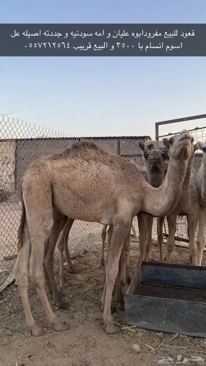 قعود مفرود 0