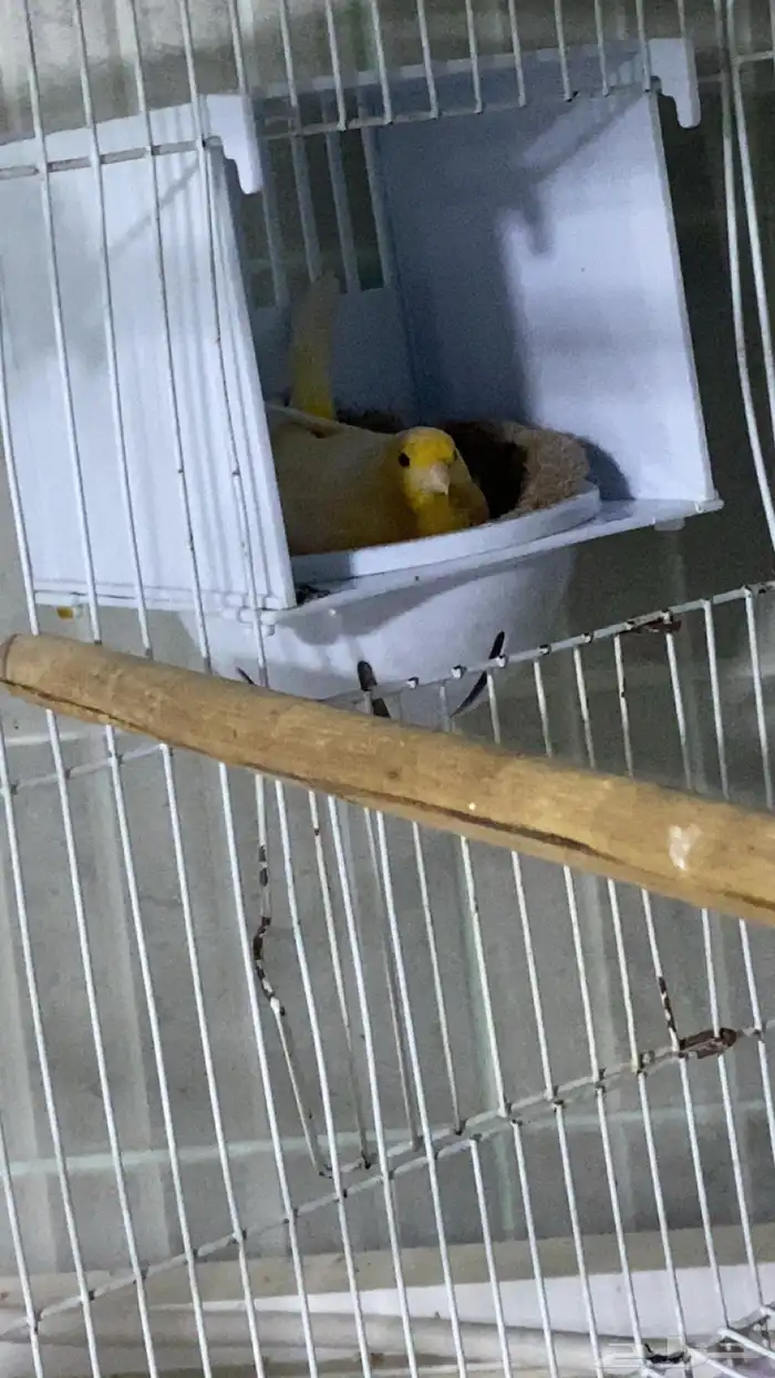 جوز كناري منتج على بيض سعر 400 0