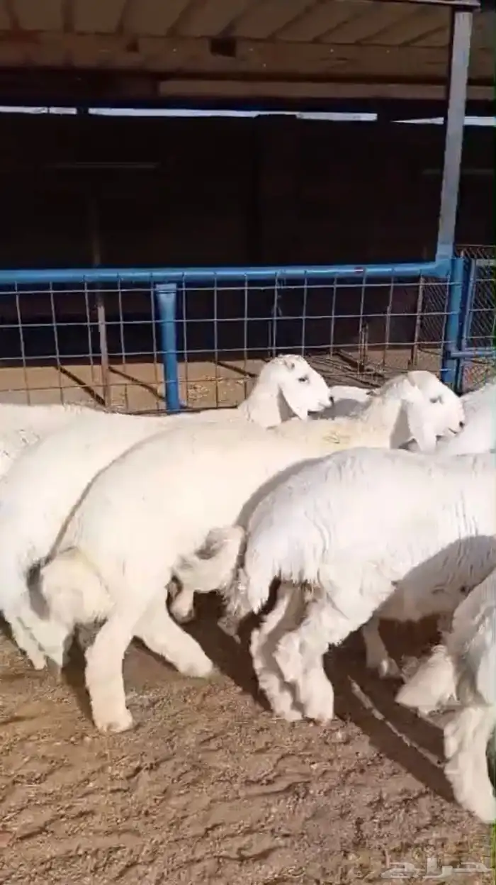 طليان ذبايح سواكن رفيدي تربيه وحريات رقم واحد 19