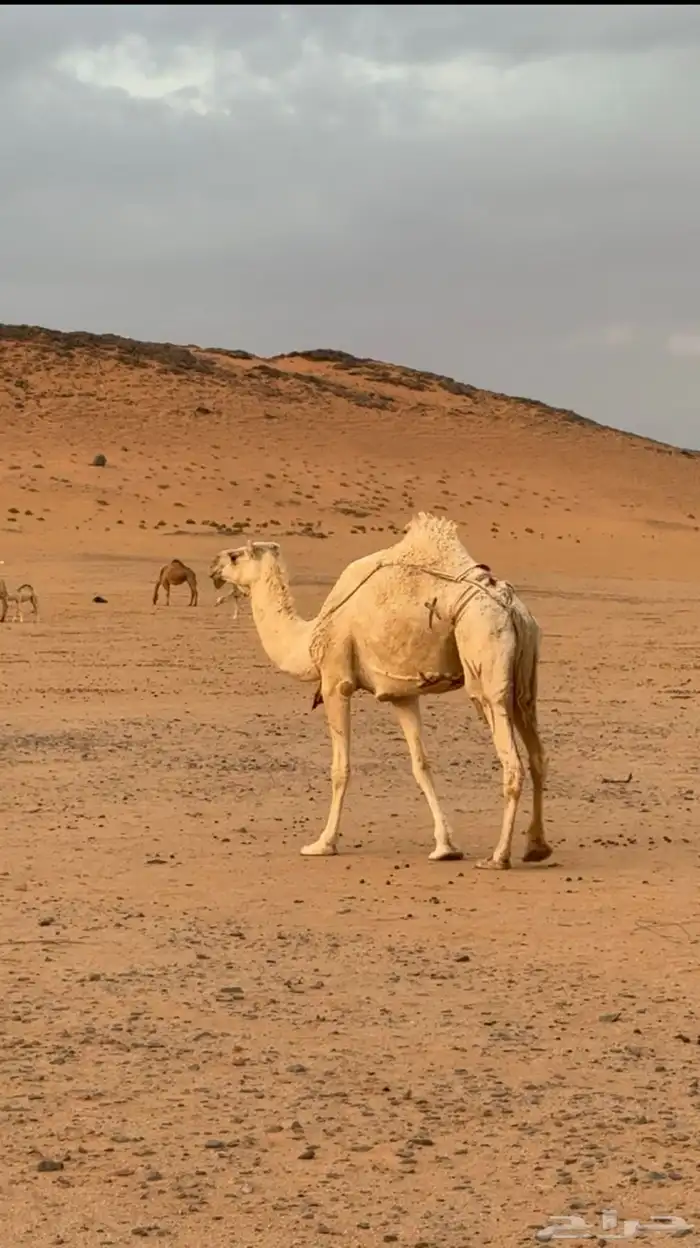 ناقة للبيع أم ثالث ناقة طيبة بالحيل 0