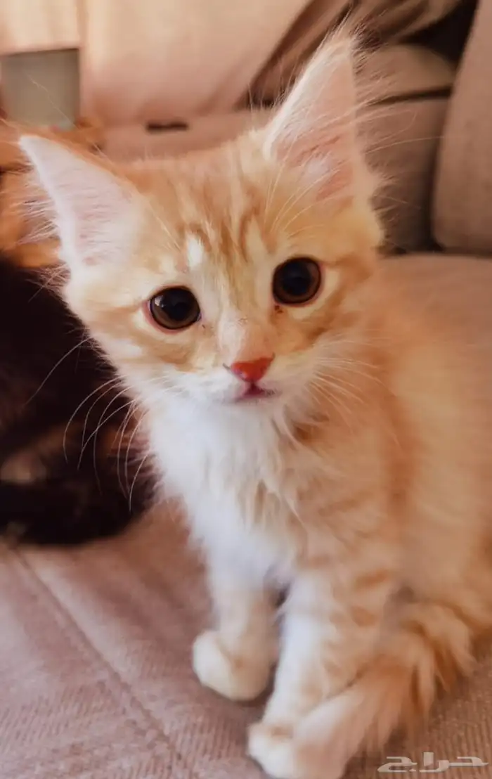 قطط للبيع 2
