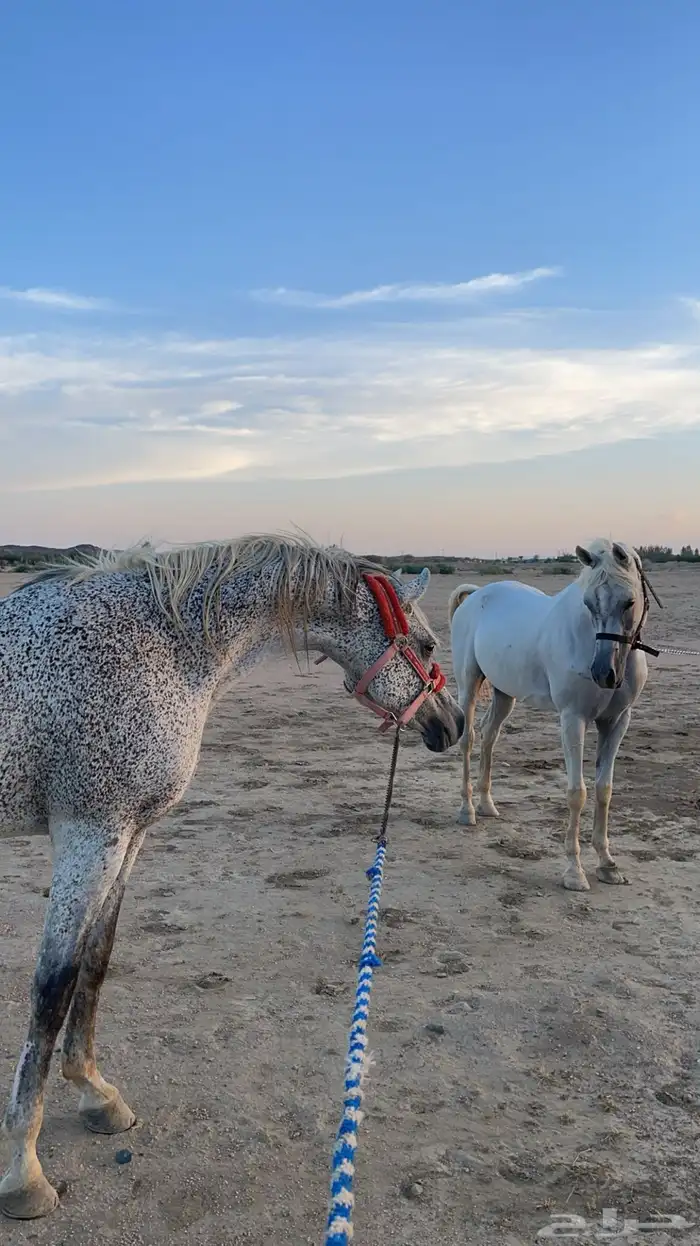 حصان مكس للبيع 5