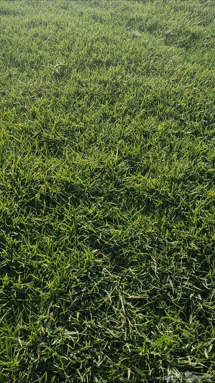 ثيل عشب طبيعي سي الفين درجة اولى 1