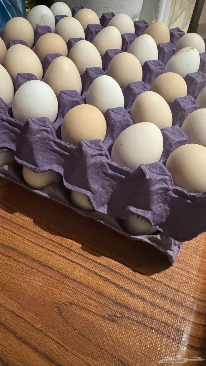 بيض فيومي المنيوم 0