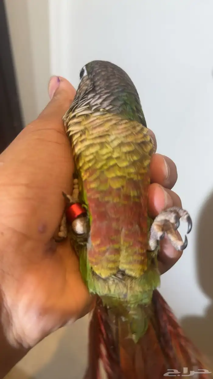 كنيور يلو سايد اليف 2