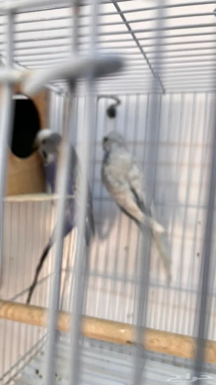 اجواز بادجي منتجه 8