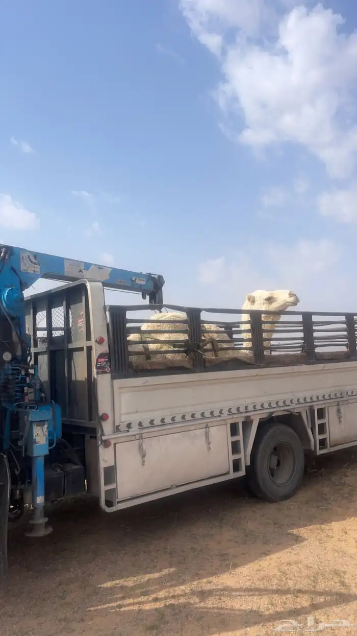 دينا ونش كرين 0