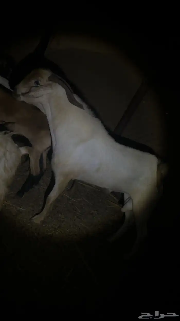 تيس بيشي فحل صنف 4