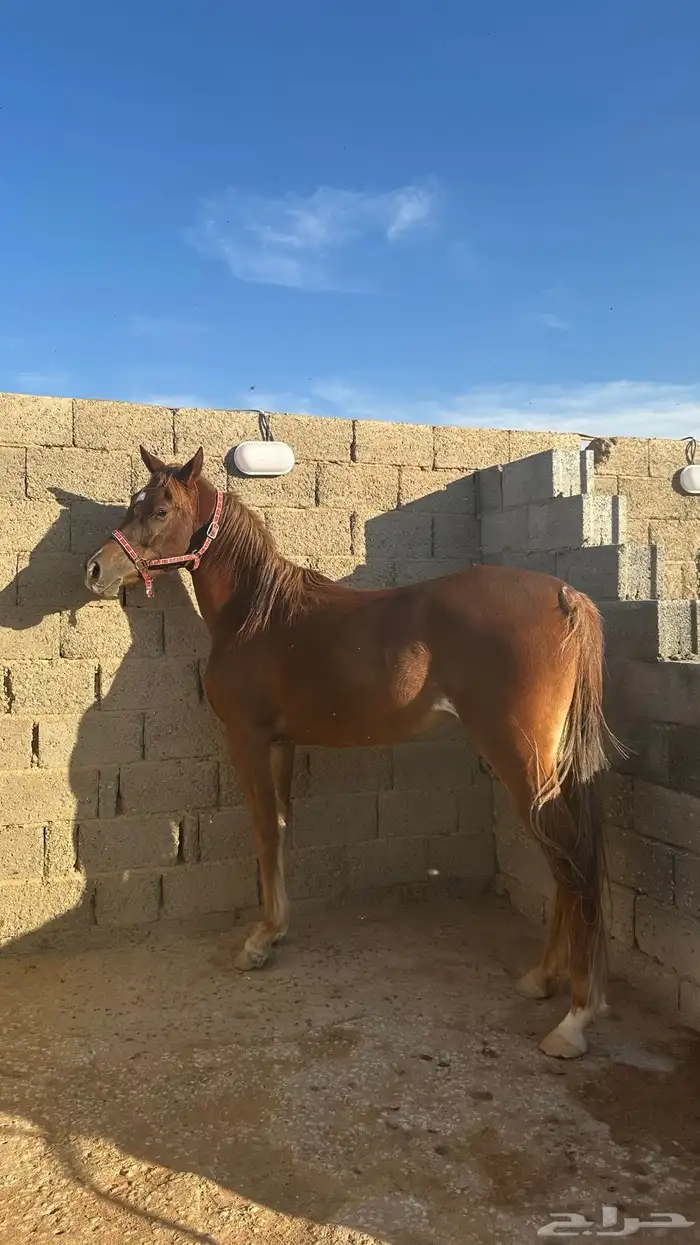 فرس واهو للبيع 2