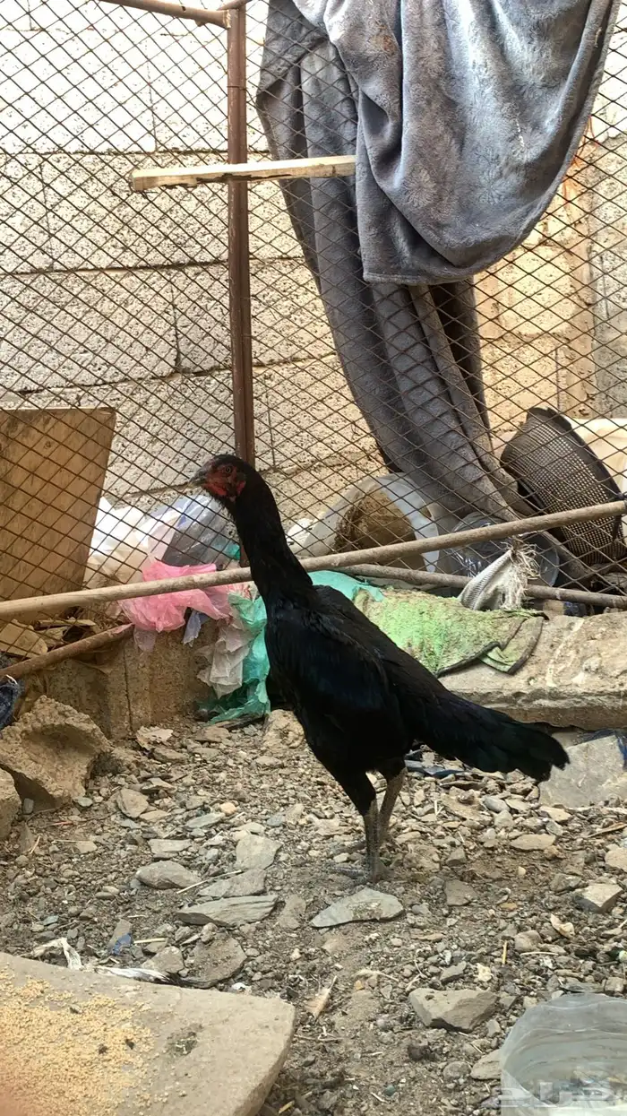 دجاجة شامو المانيه 0