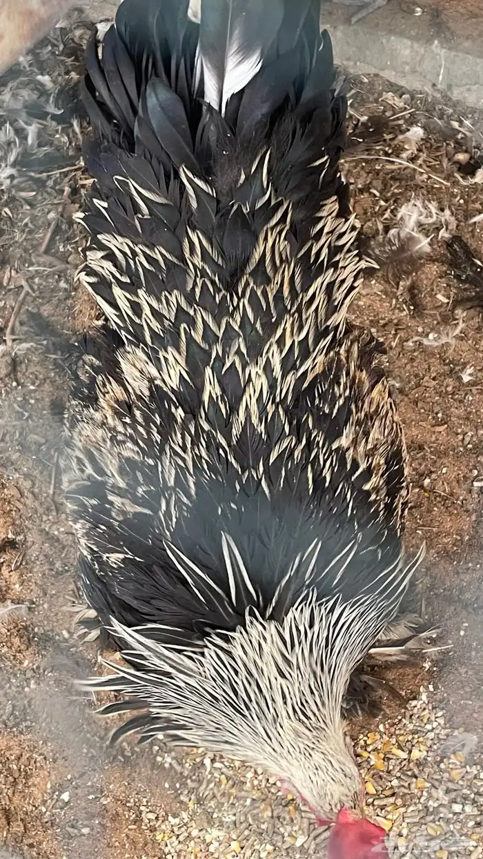 ديك براهما 9