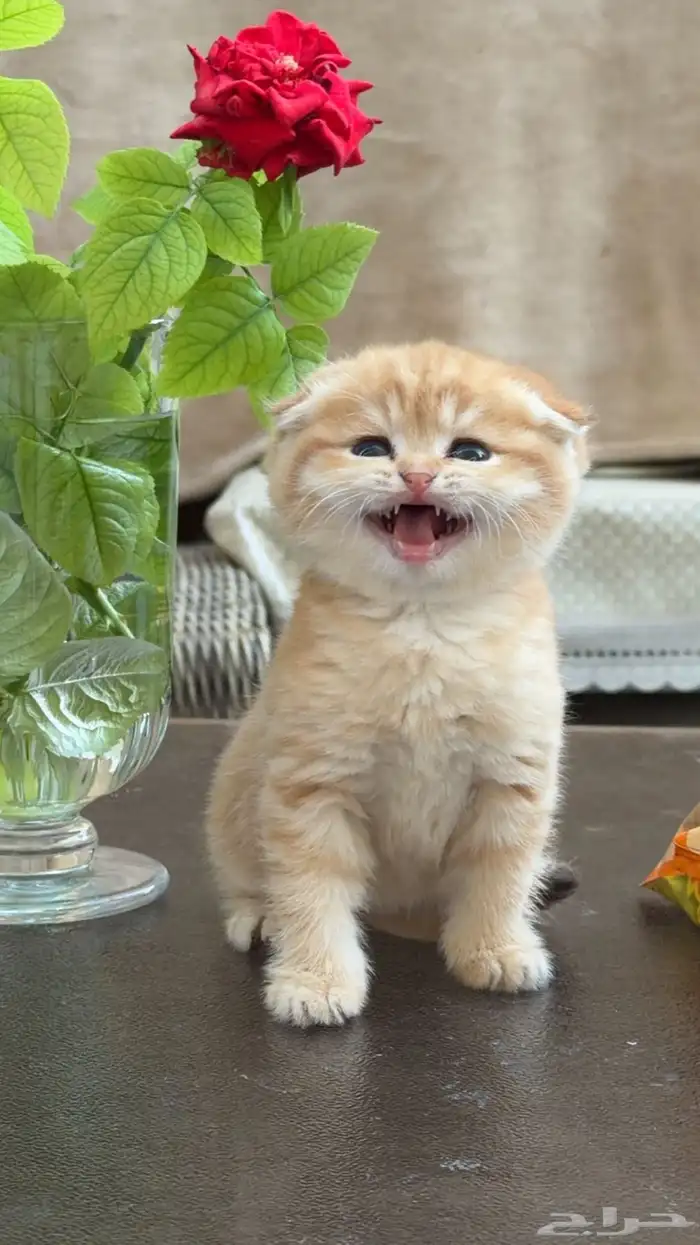 ولد بايدن انتاج كتن قط سكوتش تربل فولد لون نادر ذكر ضخم 1