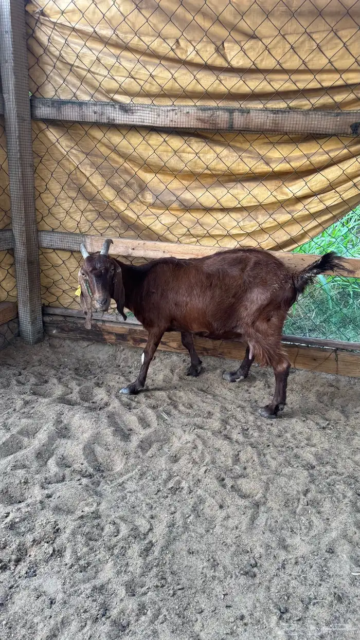 عنز كلهاري هجين بورقوت تحتها جفرتين 6