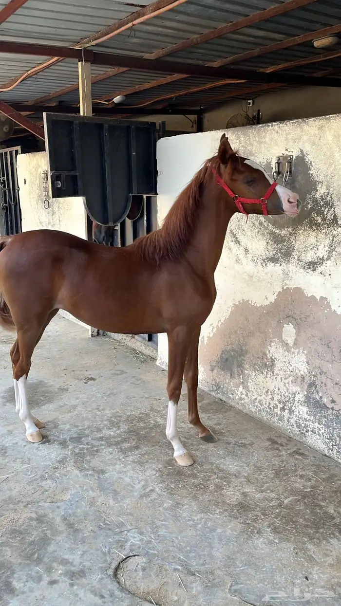 مهره واهو العمر 10 شهور 0