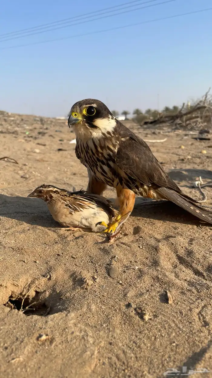 جليميه للبيع 6