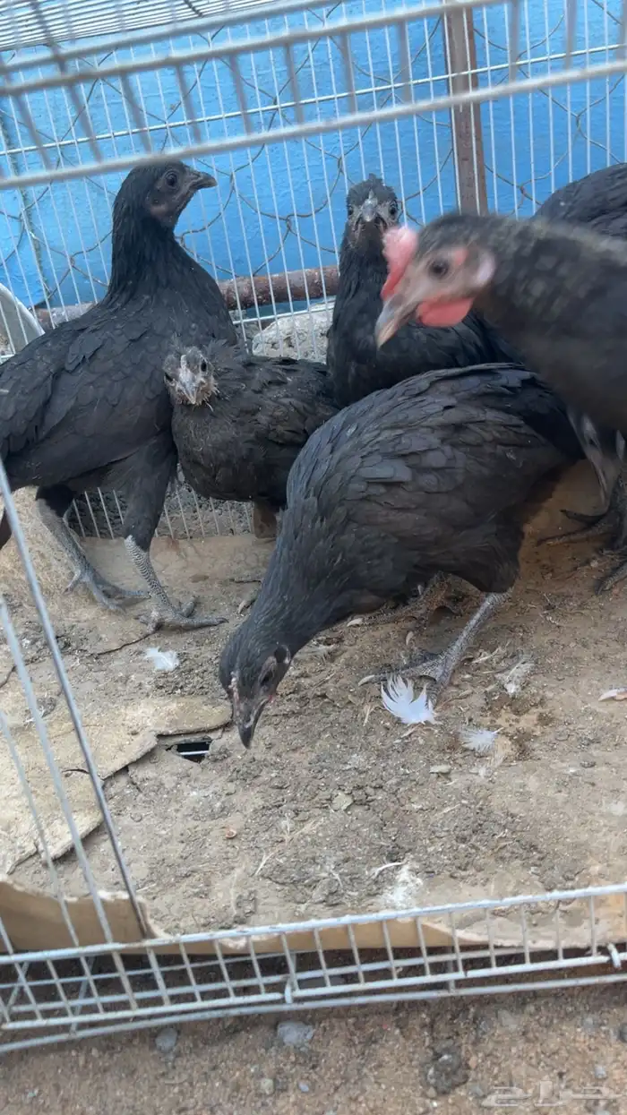 جمد اسود صك علاج ولا مقنوي 7